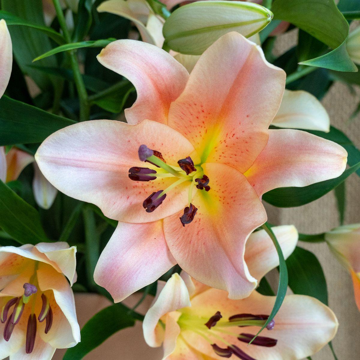 Tree Lilies | Leo Berbee